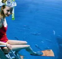 Roy Rufus Artificial Reef Dive Site - Attractions Perth