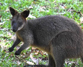 St Ives Precinct - Attractions Perth 4