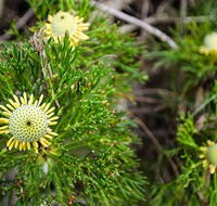 Illawarra lookout walking track - Attractions Perth