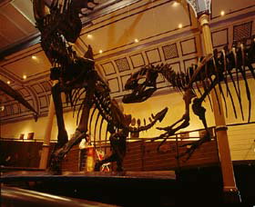 Australian Museum - Attractions Perth 1