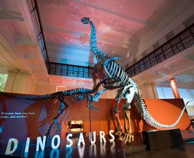 Australian Museum - Attractions Perth 0