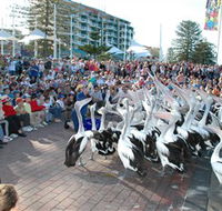 Pelican Feeding - Attractions Perth