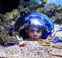 Sea Life Sunshine Coast - Attractions Perth