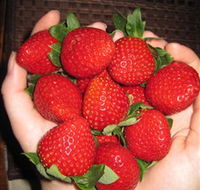 The Strawberry Farm - Attractions Perth