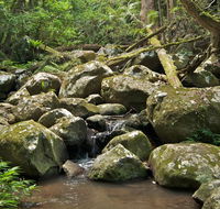 Booyong walking track - Attractions Perth