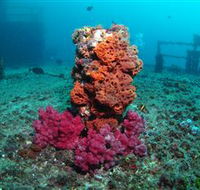 HMAS Brisbane Dive Site - Attractions Perth