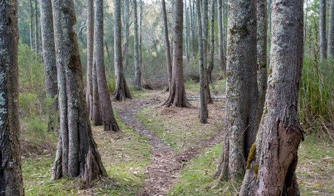 Anabranch Loop Track - Attractions Perth 1