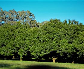Medowie Macadamias - Attractions Perth 6