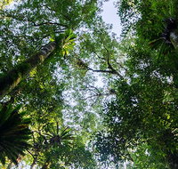 Botanic walk - Attractions Perth