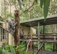 Daisy Hill Koala Centre - Attractions Perth