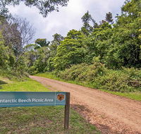 Antarctic Beech picnic area - Attractions Perth