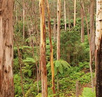 Cycle Mogo State Forest - Attractions Perth