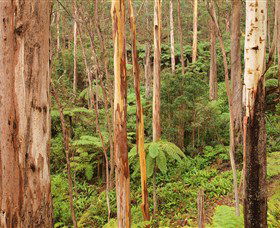 Cycle Mogo State Forest - Attractions Perth 1