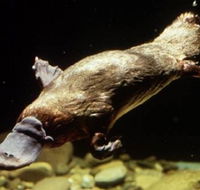 Platypus Pool - Attractions Perth