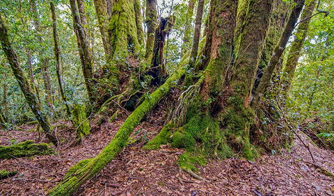 Falcorostrum Loop Walking Track - Attractions Perth 3