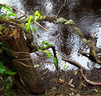 Mogo Bushwalk - Attractions Perth