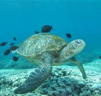 Flinders Reef Dive Site - Attractions Perth