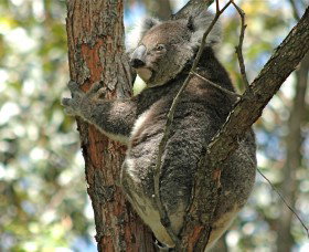 Tilligerry Habitat State Reserve - Attractions Perth 1