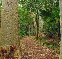 Depot Beach Rainforest walk - Attractions Perth