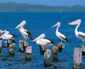 Walpole-Nornalup Inlets - Attractions Perth 1