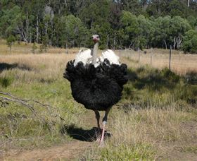 Glen Ian Ostrich And Emu Farm - Attractions Perth 1