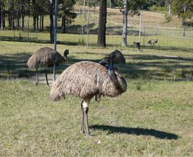 Glen Ian Ostrich And Emu Farm - Attractions Perth 0