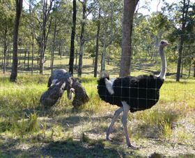 Glen Ian Ostrich And Emu Farm - Attractions Perth 2