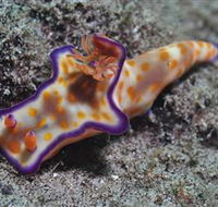Curtain Artificial Reef Dive Site - Attractions Perth