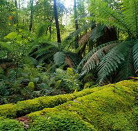 Errinundra National Park - Attractions Perth