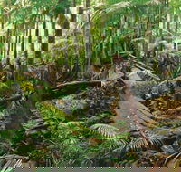 Wollumbin-Mount Warning National Park - Attractions Perth