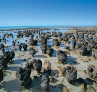 Hamelin Pool Stromatolites - Attractions Perth