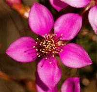 Flora - Attractions Perth
