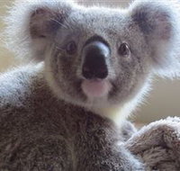 Koala Care Centre in Lismore - Attractions Perth