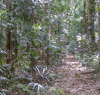 Big Scrub loop walking track - Attractions Perth