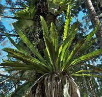 Whian Whian State Conservation Area - Attractions Perth