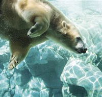 Australia's Sea World - Attractions Perth