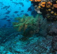 Henderson Rock Dive Site - Attractions Perth