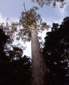 Orara East State Forest - Attractions Perth 3
