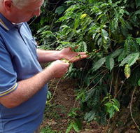 Wombah Coffee Plantation - Attractions Perth