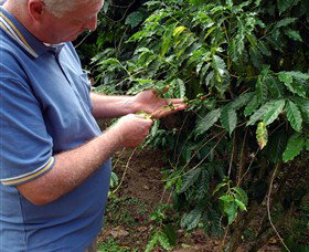 Wombah Coffee Plantation - Attractions Perth 0