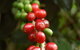 Wombah Coffee Plantation - thumb 2
