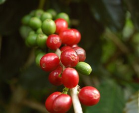 Wombah Coffee Plantation - Attractions Perth 2
