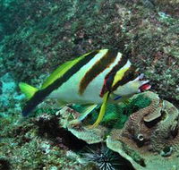 Palm Beach Reef Dive Site - Attractions Perth