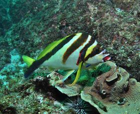 Palm Beach Reef Dive Site - Attractions Perth 0