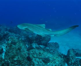 Palm Beach Reef Dive Site - Attractions Perth 1