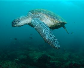 Palm Beach Reef Dive Site - Attractions Perth 2