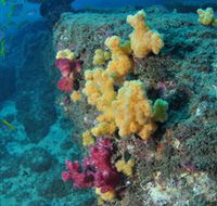 Shag Rock Dive Site - Attractions Perth