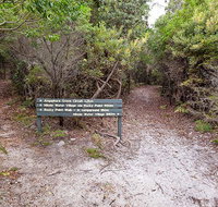 Angophora grove walking track