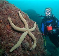 Cook Island Dive Site - Attractions Perth