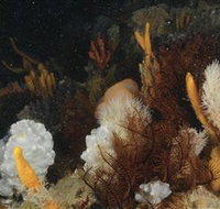 Point Hicks Marine National Park - Attractions Perth